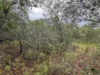  of property in Marloth Park