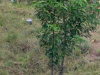  of property in Middelburg - MP