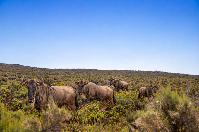 Farm for Sale For Sale in Montagu - MR712302