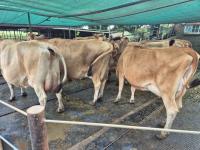  of property in Rietkol AH