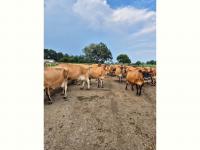  of property in Rietkol AH