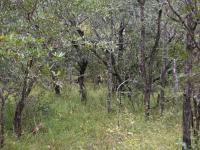 of property in Hoedspruit
