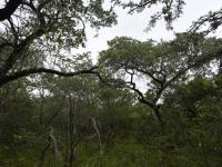  of property in Hoedspruit