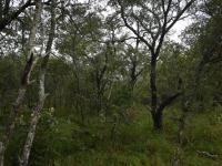  of property in Hoedspruit