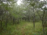  of property in Hoedspruit