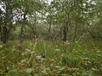  of property in Hoedspruit