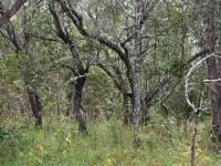  of property in Hoedspruit