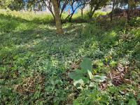  of property in Cashan