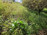 of property in Cashan