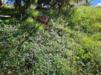  of property in Cashan