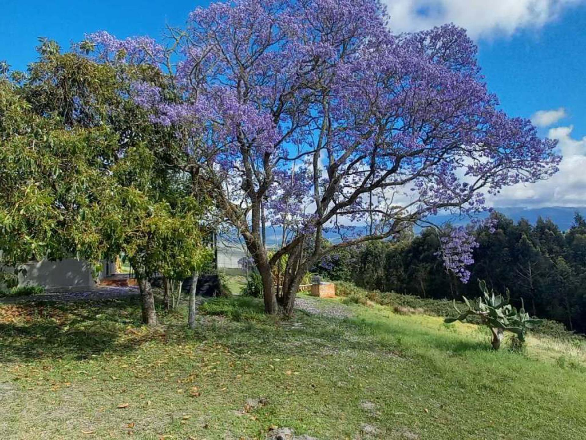  of property in Sedgefield