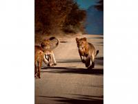  of property in Hoedspruit