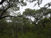  of property in Hoedspruit