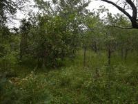  of property in Hoedspruit