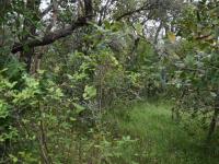  of property in Hoedspruit