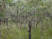  of property in Hoedspruit