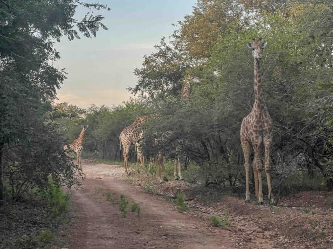 Land for Sale For Sale in Marloth Park - MR715047