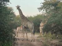  of property in Marloth Park