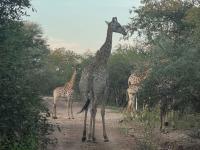  of property in Marloth Park