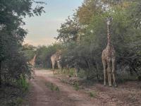  of property in Marloth Park