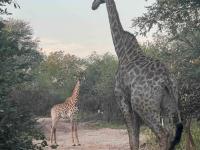  of property in Marloth Park