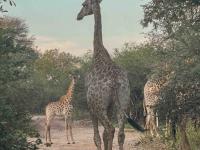  of property in Marloth Park