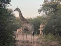  of property in Marloth Park
