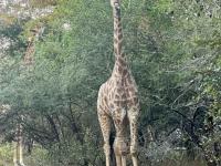  of property in Marloth Park
