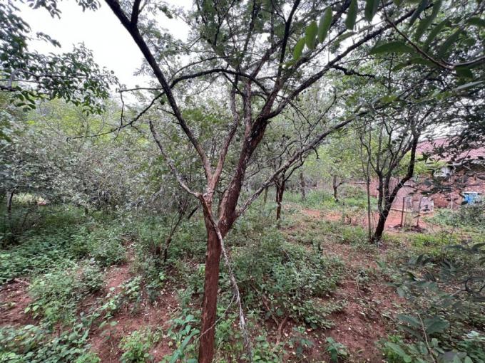 Land for Sale For Sale in Marloth Park - MR715722