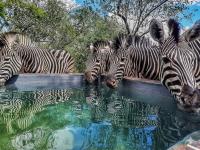  of property in Marloth Park