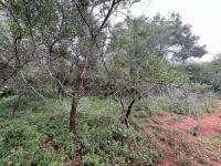  of property in Marloth Park