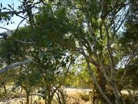  of property in Hoedspruit