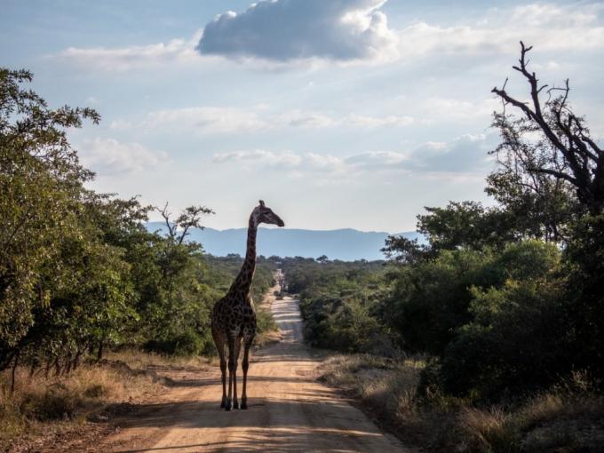 Land for Sale For Sale in Hoedspruit - MR716874