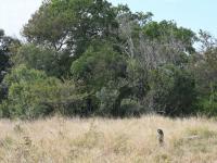  of property in Hoedspruit