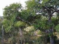  of property in Hoedspruit