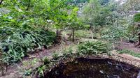 Garden of property in Blue Horizon Bay