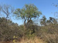  of property in Hoedspruit