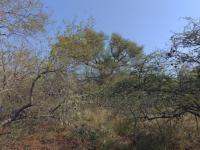  of property in Hoedspruit