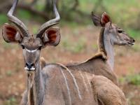  of property in Marloth Park