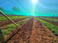  of property in Walkers Fruit Farms SH