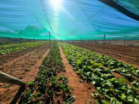  of property in Walkers Fruit Farms SH