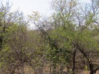  of property in Marloth Park