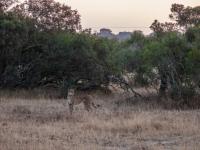  of property in Hoedspruit