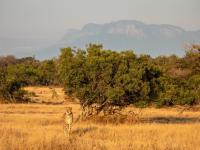  of property in Hoedspruit
