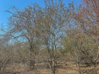  of property in Marloth Park