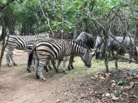  of property in Marloth Park