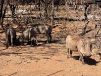  of property in Marloth Park