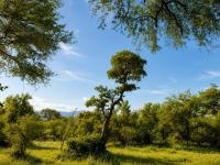  of property in Hoedspruit