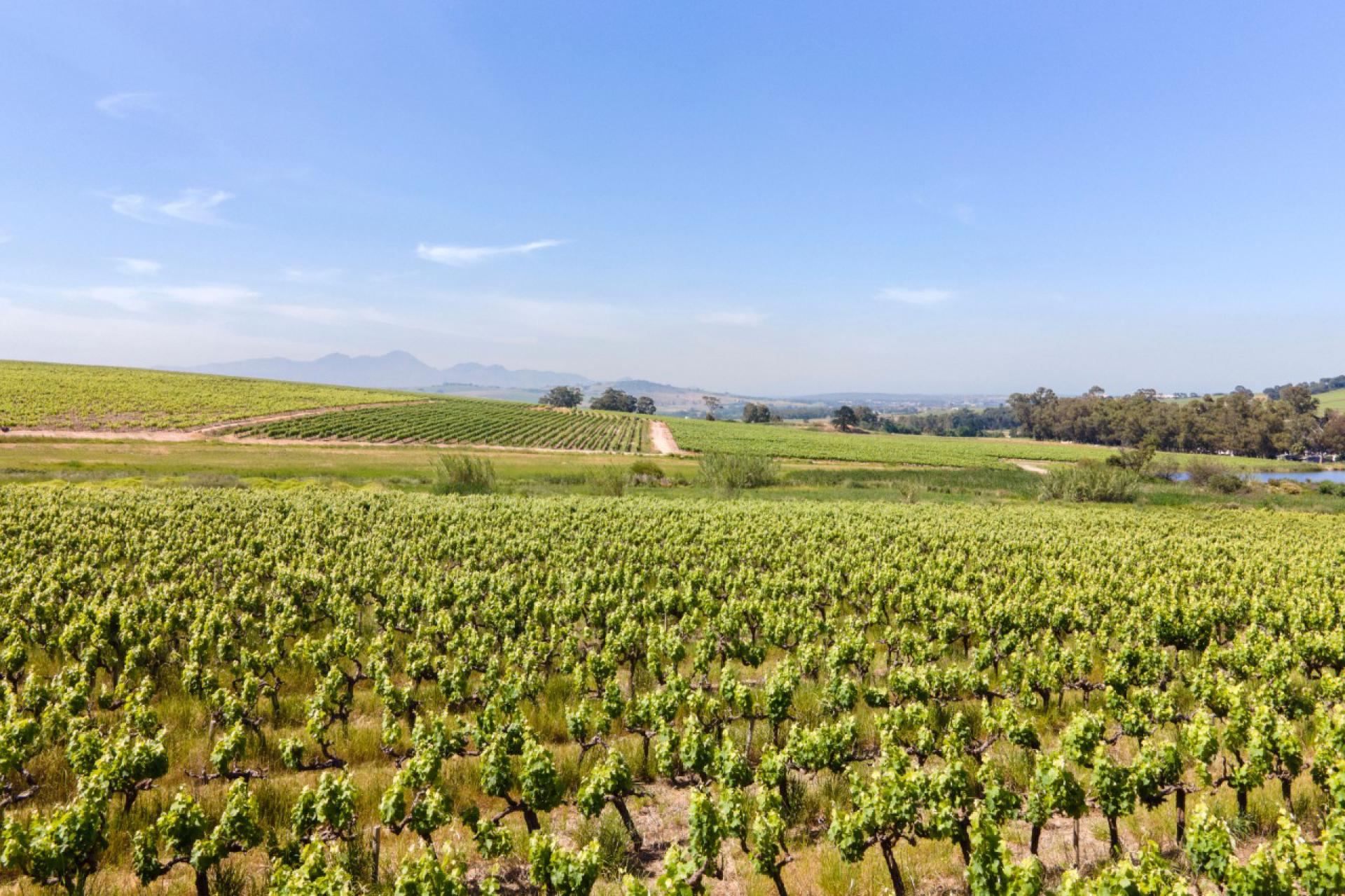  of property in Stellenbosch Farms