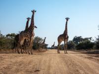 of property in Hoedspruit